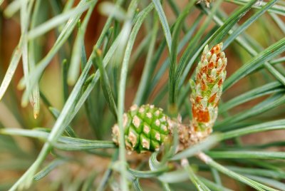 Pinus sylvestris 'Pyramidalis glauca' - borovice lesní - svíce a šiška